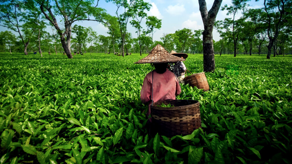 Major Tea gardens in India